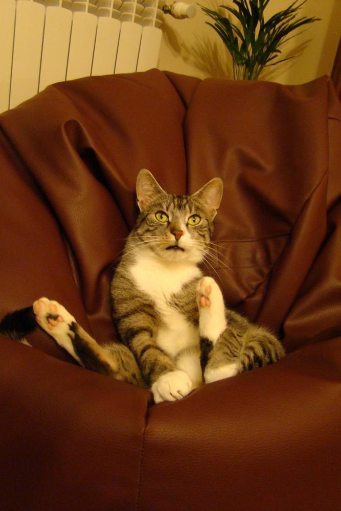 Kot Felix w naszym domu - konkurs, zdjęcie 16