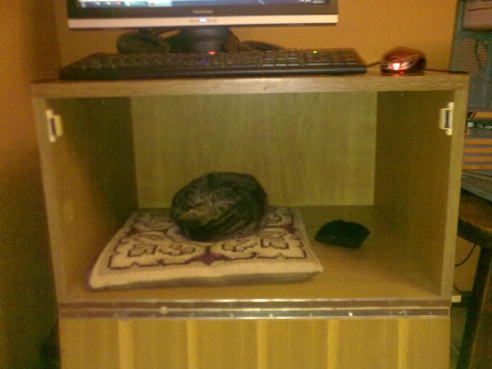 Zwierzak w moim domu, zdjęcie 3