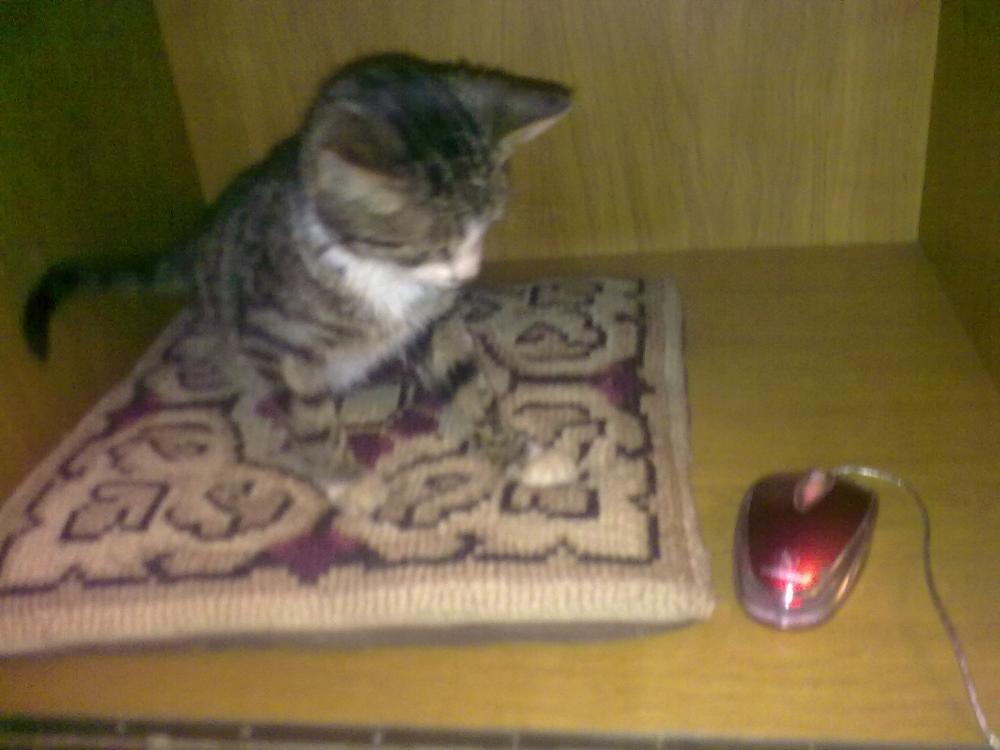 Zwierzak w moim domu, zdjęcie 4