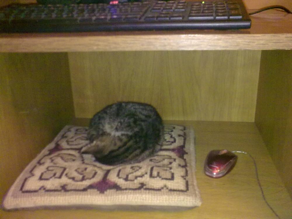 Zwierzak w moim domu, zdjęcie 6