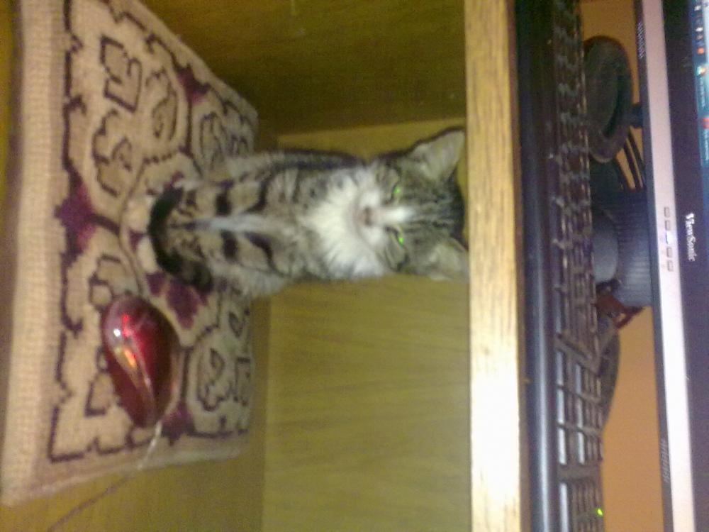 Zwierzak w moim domu, zdjęcie 5