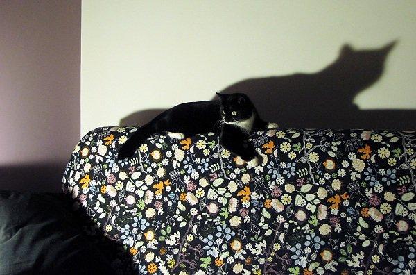 Zwierzaki w domu - Baranek i Lady, zdjęcie 6