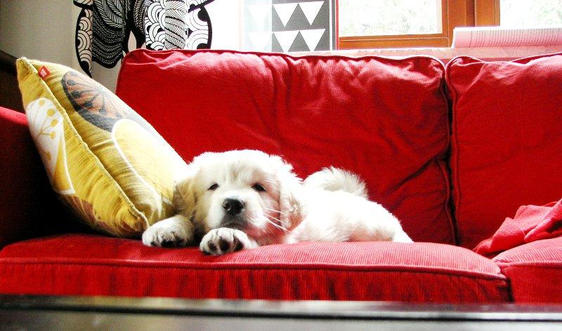 Zwierzaki w domu - Baranek i Lady, zdjęcie 2