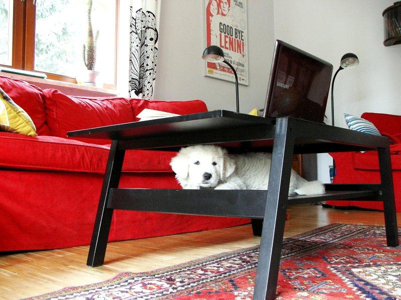 Zwierzaki w domu - Baranek i Lady, zdjęcie 4