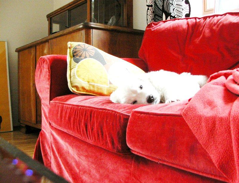 Zwierzaki w domu - Baranek i Lady, zdjęcie 5