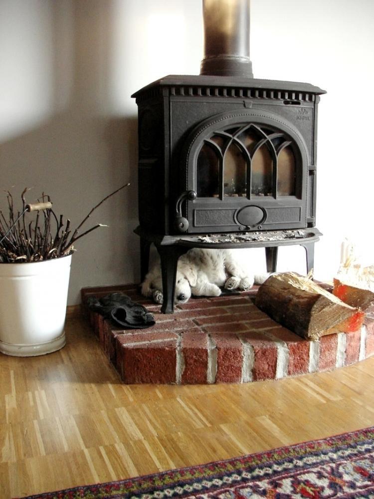 Zwierzaki w domu - Baranek i Lady, zdjęcie 1