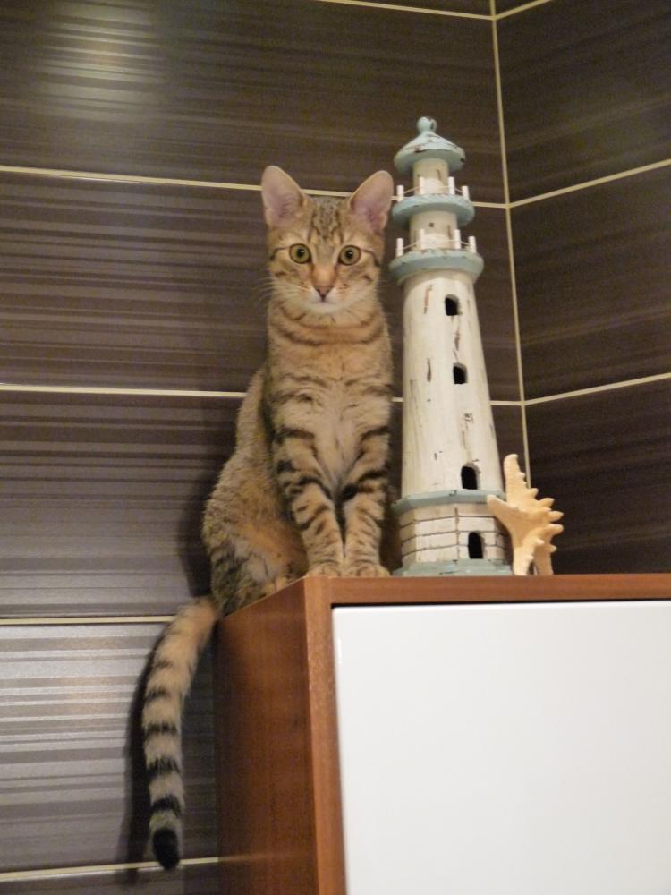 Toszek - kot akrobata, zdjęcie 2