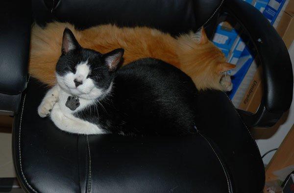 zwierzak w domu, zdjęcie 6