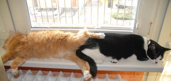 zwierzak w domu, zdjęcie 3