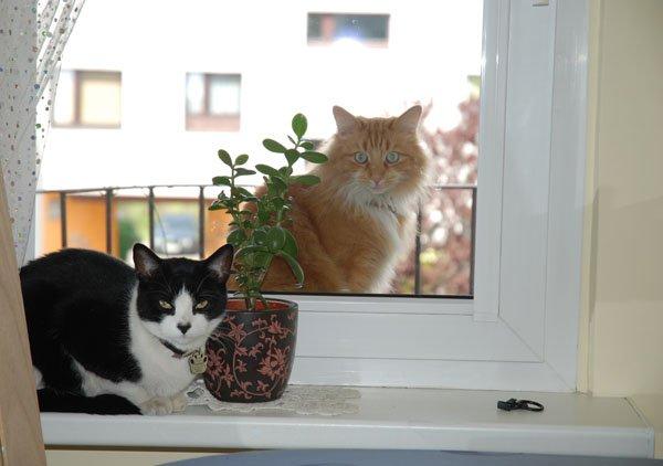 zwierzak w domu, zdjęcie 1