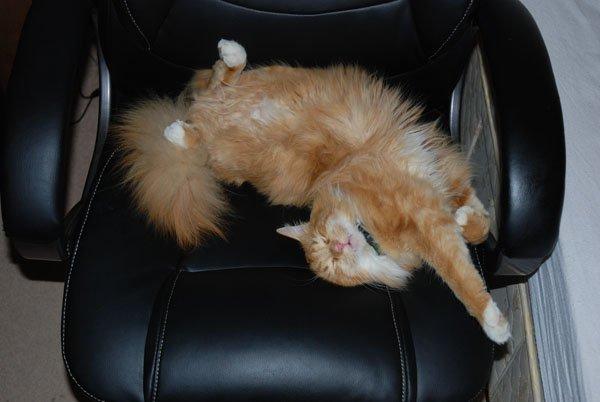 zwierzak w domu, zdjęcie 5