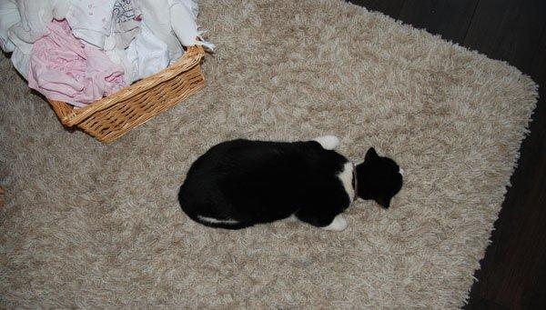 zwierzak w domu, zdjęcie 8