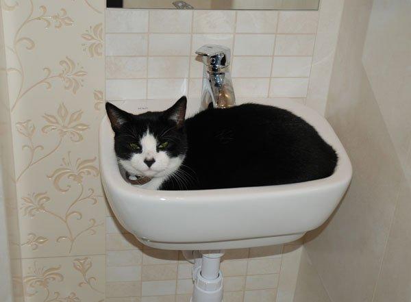 zwierzak w domu, zdjęcie 4