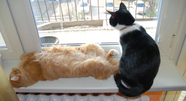 zwierzak w domu, zdjęcie 2