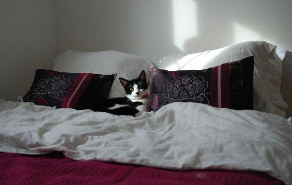 zwierzak w domu, zdjęcie 7