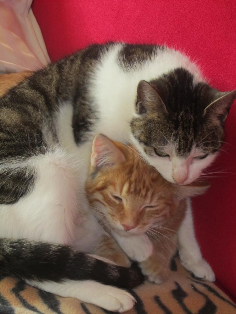 Wszystie Ryśki to fajne kociaki !, zdjęcie 4