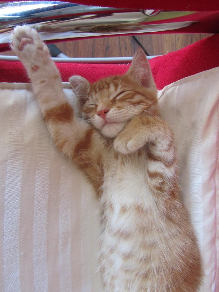 Wszystie Ryśki to fajne kociaki !, zdjęcie 3