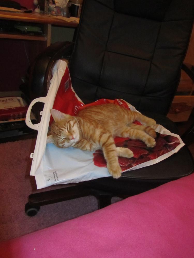 Wszystie Ryśki to fajne kociaki !, zdjęcie 5