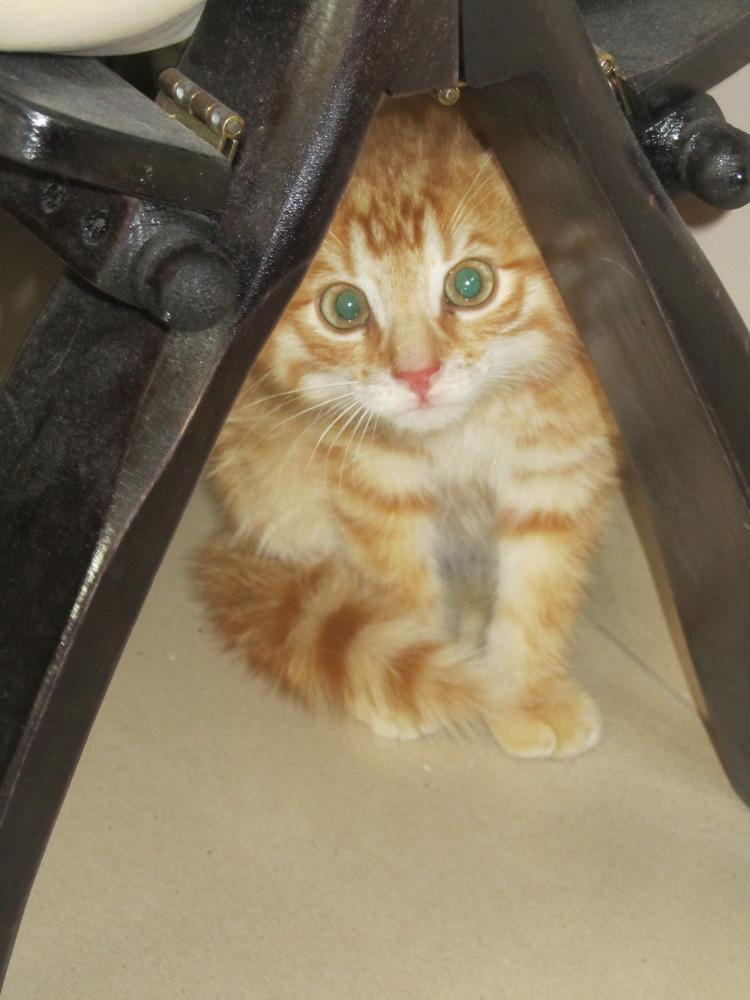 Wszystie Ryśki to fajne kociaki !, zdjęcie 2