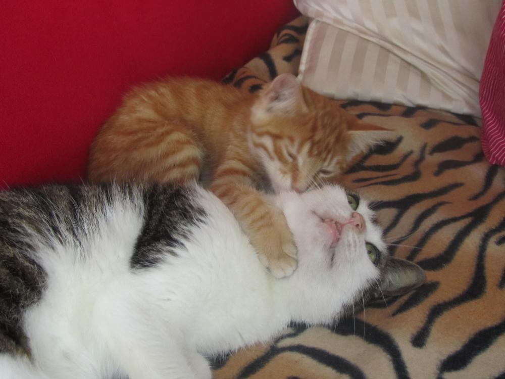 Wszystie Ryśki to fajne kociaki !, zdjęcie 7