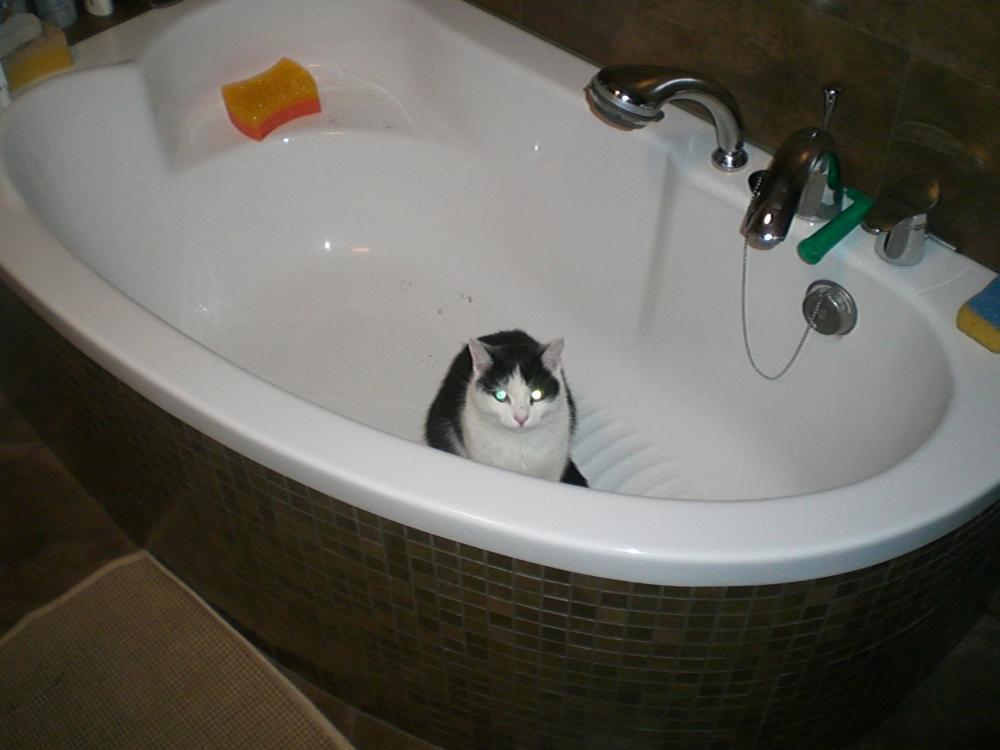 Zwierzak w moim domu, zdjęcie 5