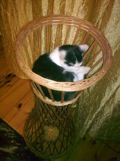 Zwierzak w moim domu, zdjęcie 7