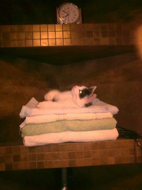 Zwierzak w moim domu, zdjęcie 8