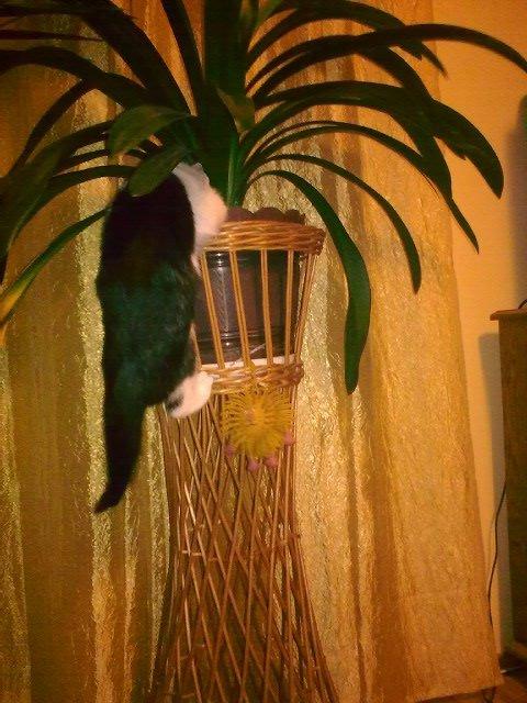 Zwierzak w moim domu, zdjęcie 2