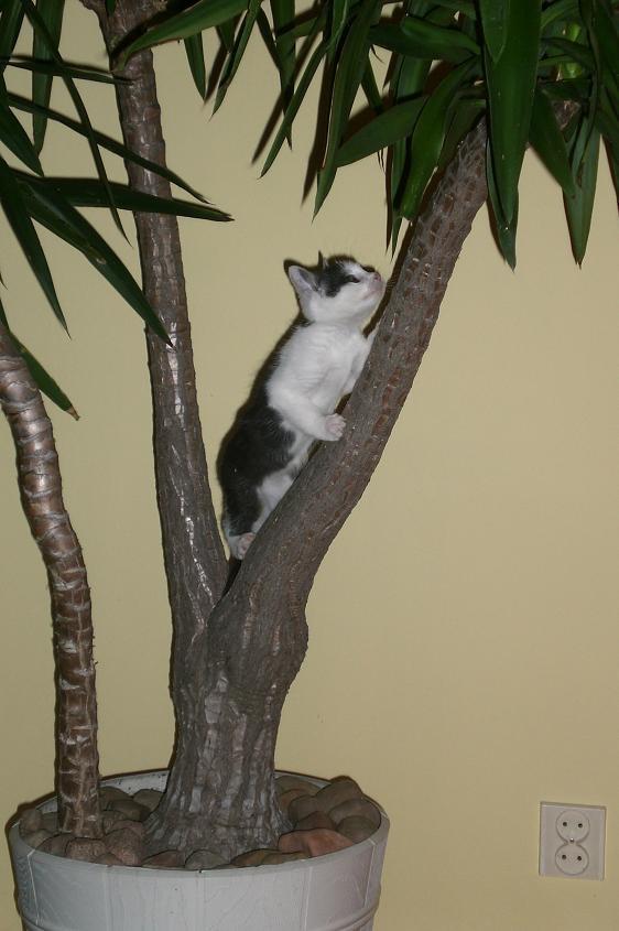 Zwierzak w moim domu, zdjęcie 9