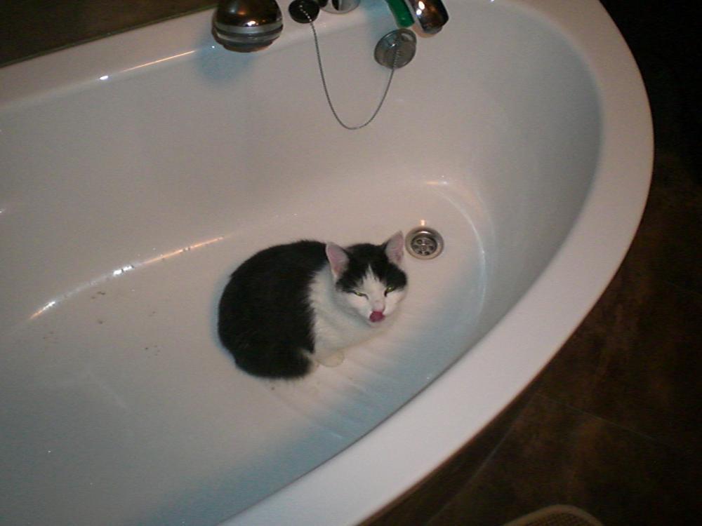 Zwierzak w moim domu, zdjęcie 4