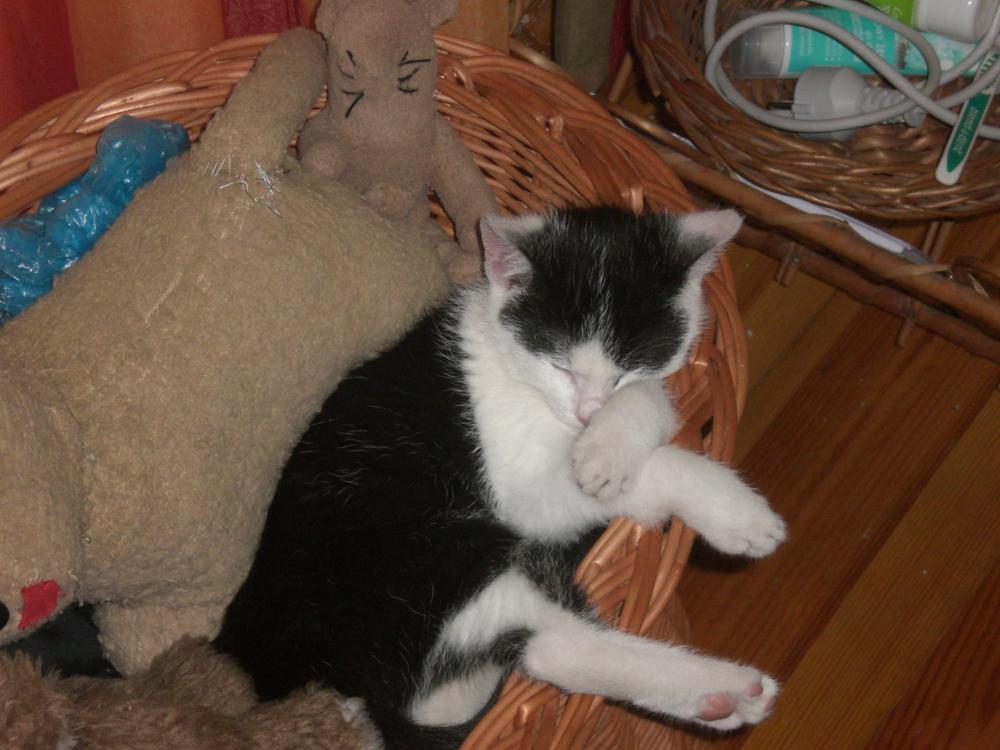 Zwierzak w moim domu, zdjęcie 6