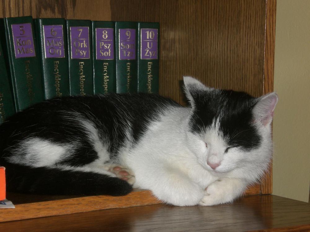 Zwierzak w moim domu, zdjęcie 11