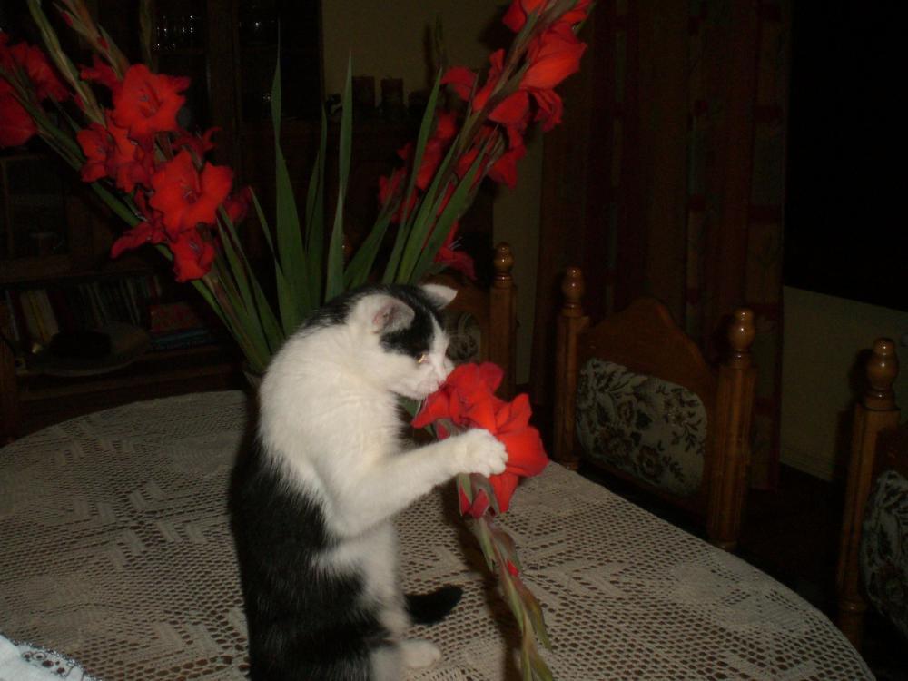 Zwierzak w moim domu, zdjęcie 10