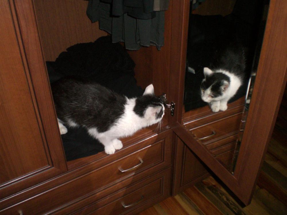 Zwierzak w moim domu, zdjęcie 3