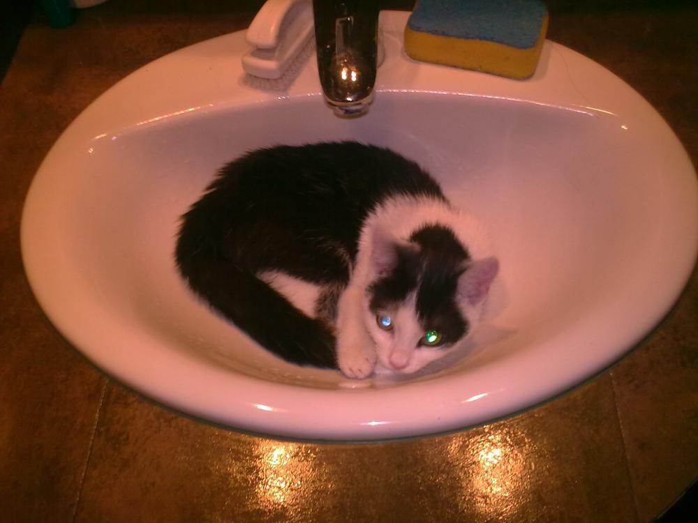 Zwierzak w moim domu, zdjęcie 13