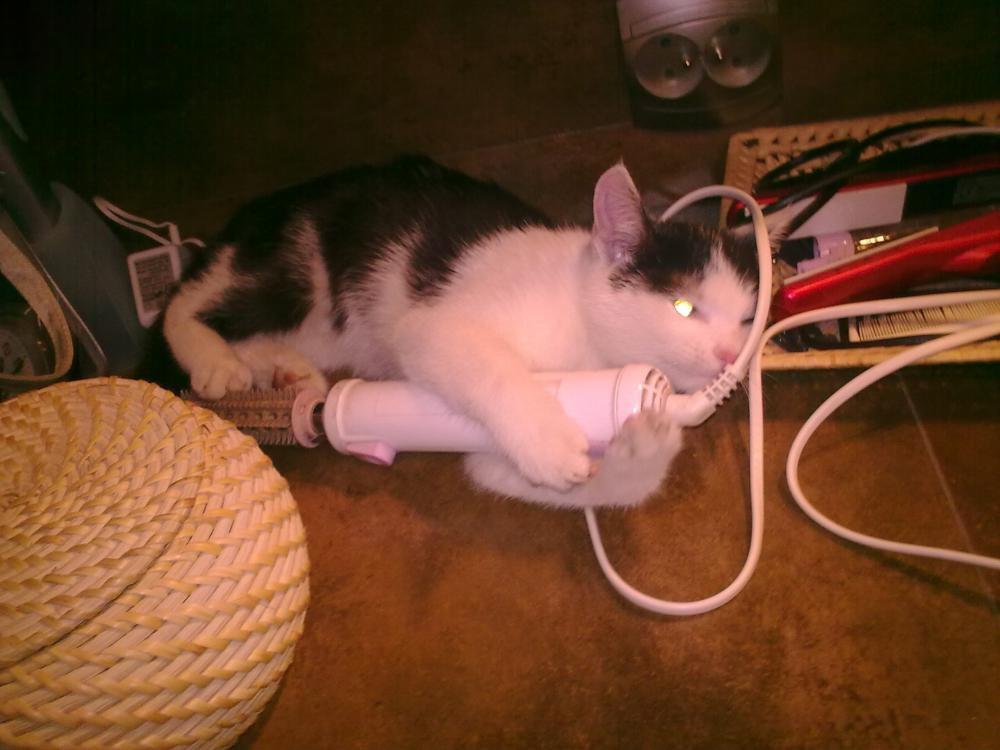 Zwierzak w moim domu, zdjęcie 12