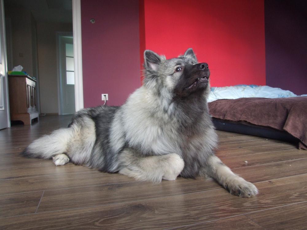 Zwierzaki w domu, zdjęcie 4