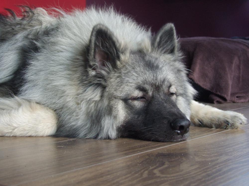 Zwierzaki w domu, zdjęcie 2