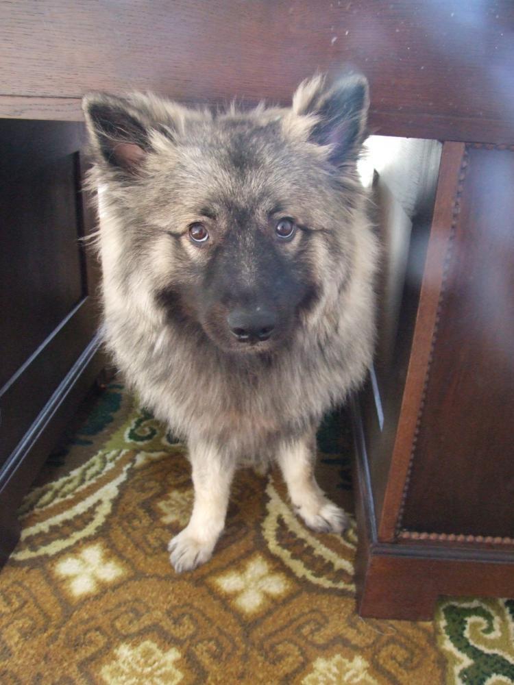 Zwierzaki w domu, zdjęcie 3