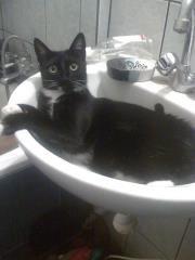 Zwierzaki w domu, zdjęcie 5