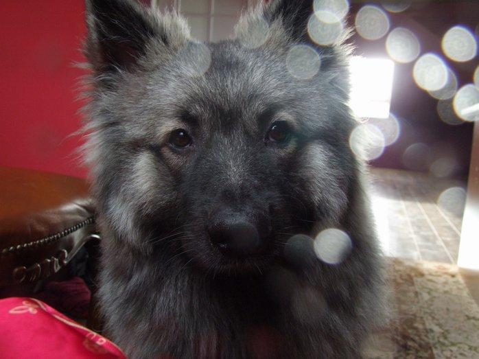 Zwierzaki w domu, zdjęcie 7