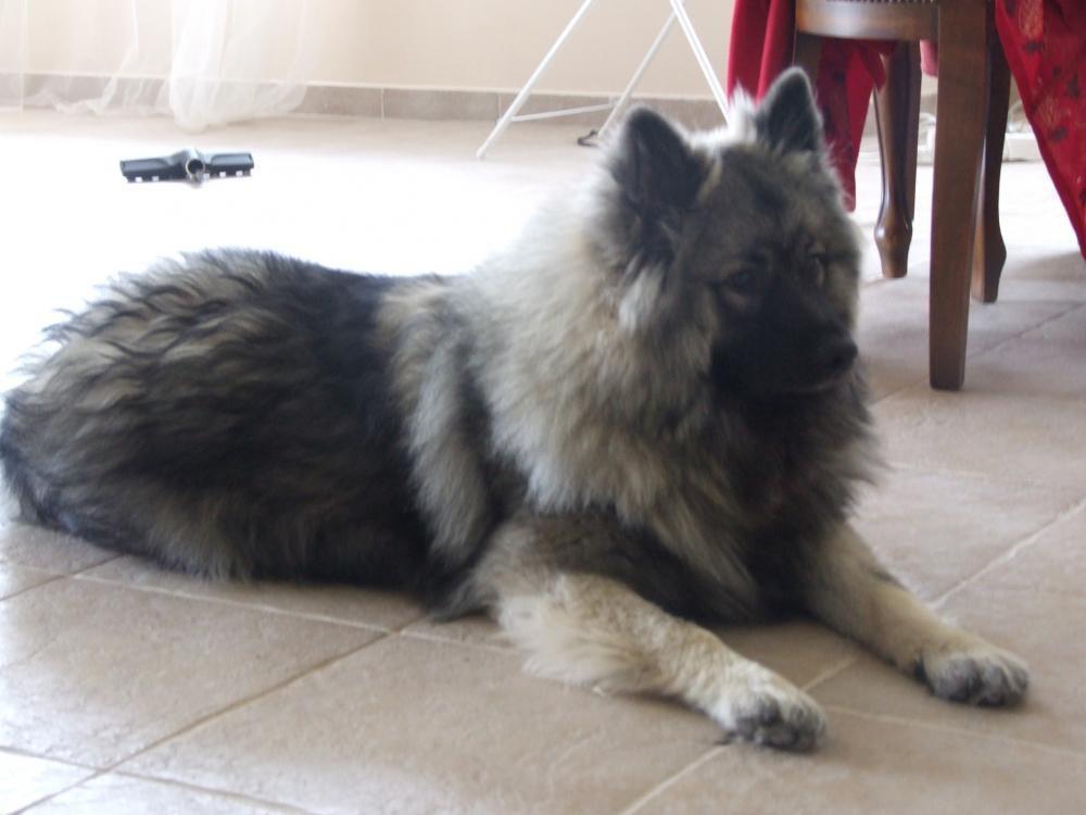 Zwierzaki w domu, zdjęcie 8