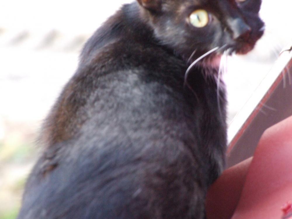 Zwierzaki w domu, zdjęcie 6