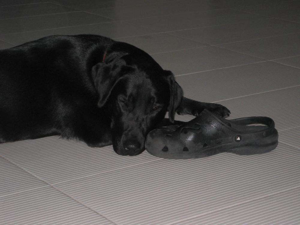 Zwierzak w moim domu- Kluska na włościach:), zdjęcie 6