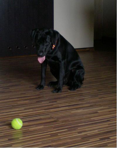 Zwierzak w moim domu- Kluska na włościach:), zdjęcie 8