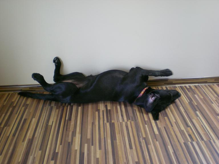 Zwierzak w moim domu- Kluska na włościach:), zdjęcie 4