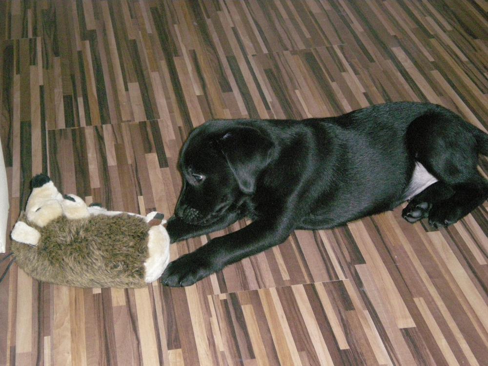 Zwierzak w moim domu- Kluska na włościach:), zdjęcie 2