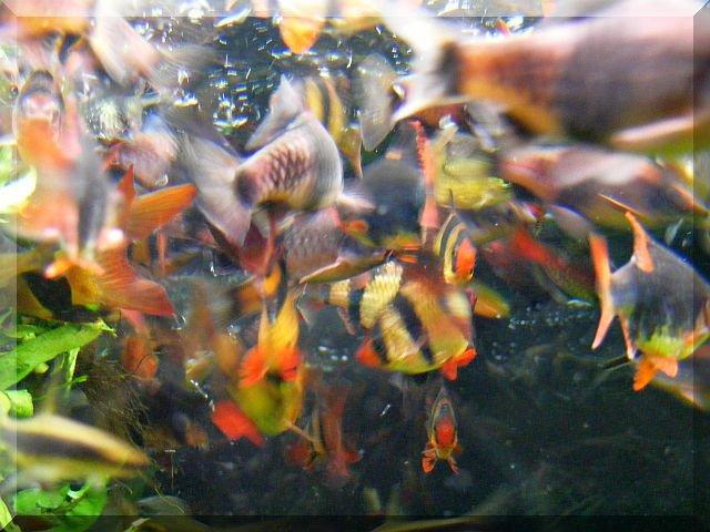 Nasze rybki, zdjęcie 6
