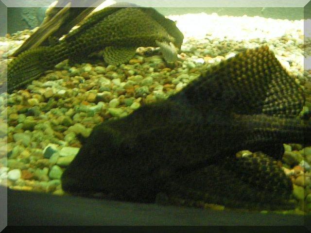 Nasze rybki, zdjęcie 5