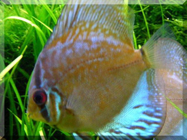 Nasze rybki, zdjęcie 4